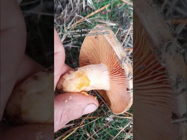 saffron milkcap