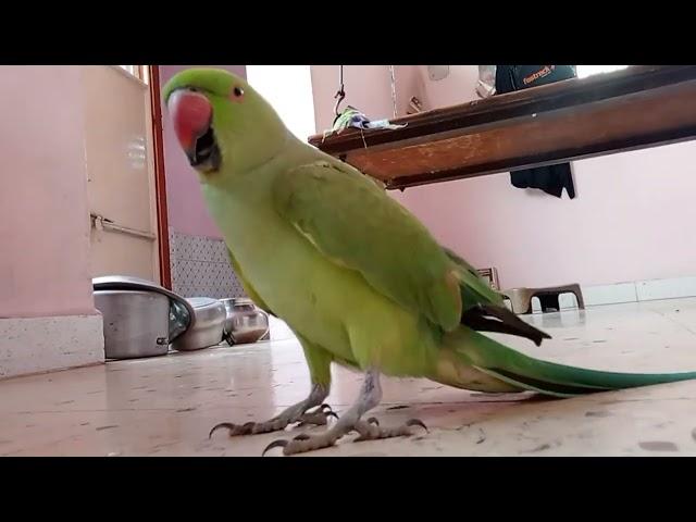 parrot cute voice ||  || lovely parrot lover ||  || #parrot