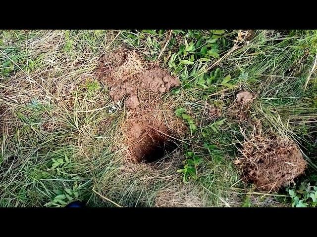 Сухая земля   чахлая трава    Trockenes Land - verkümmertes Gras