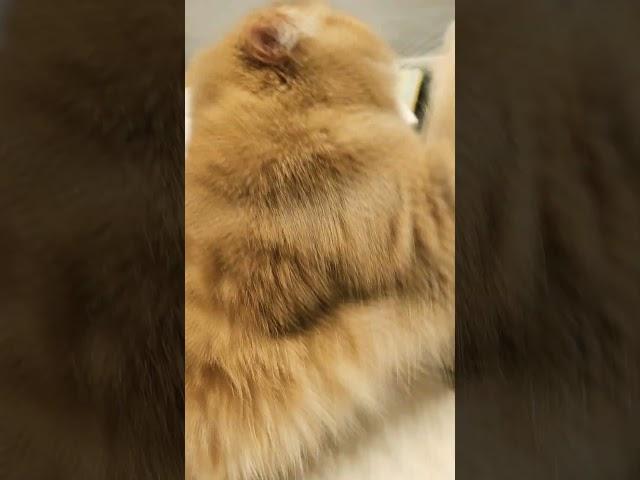 귀여운 우리고양이