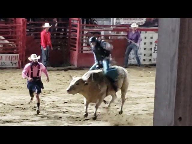 Bull riding at the Painted Pony Rodeo
