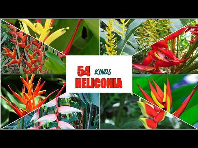 50+++ KINDS  HELICONIA /  TROPICAL PLANTS