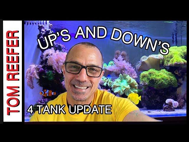 Reef Tank (4 TANK UPDATE) Up’s And Down’s - Getting Past The Down’s