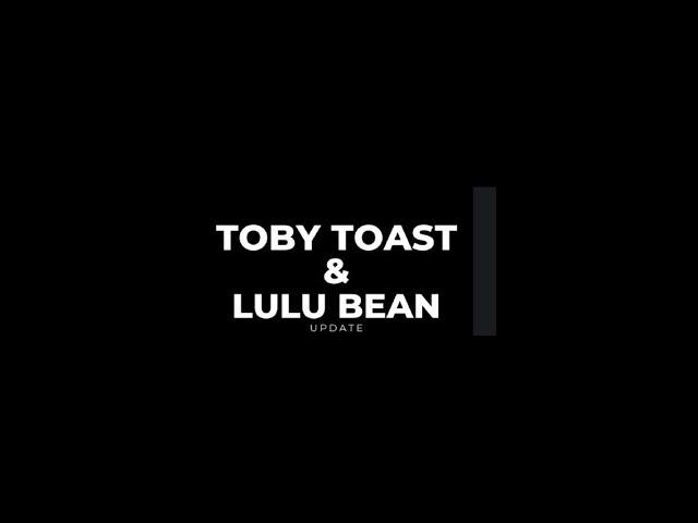 TOBY TOAST AND LULU BEAN UPDATE