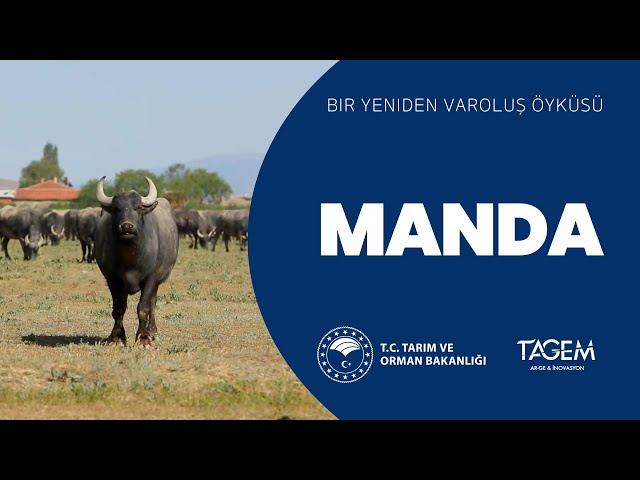 Bir Yeniden Varoluş Öyküsü: MANDA