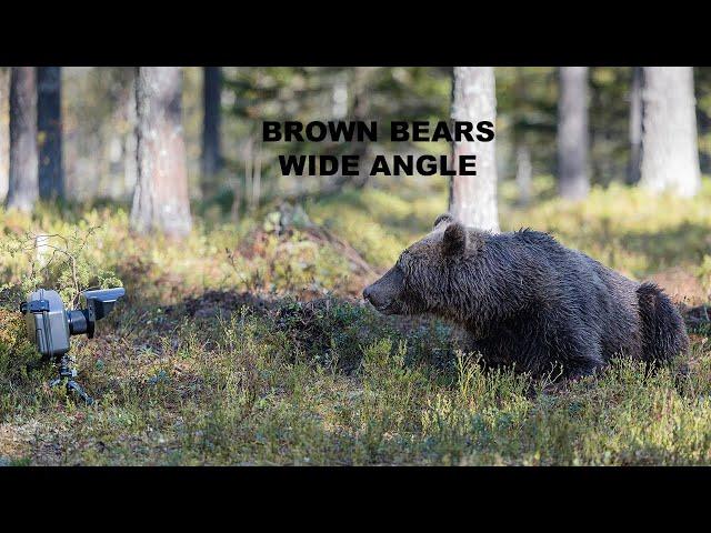 Brown Bears, Wide Angle