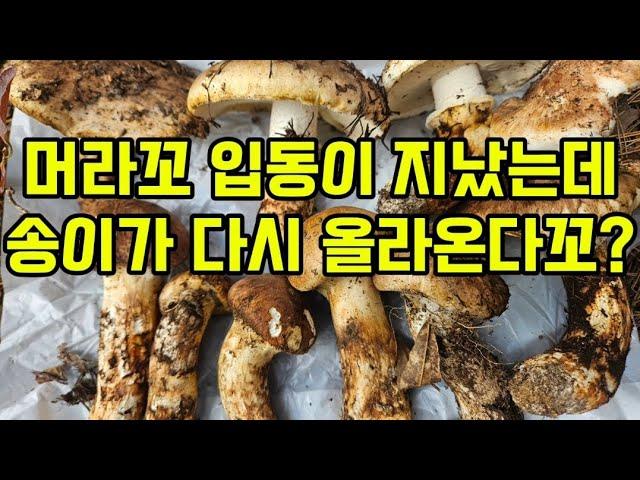 입동이 지났는데 송이가 또 올라온다꼬?부끄럽지만 가방 첫 공개합니다.