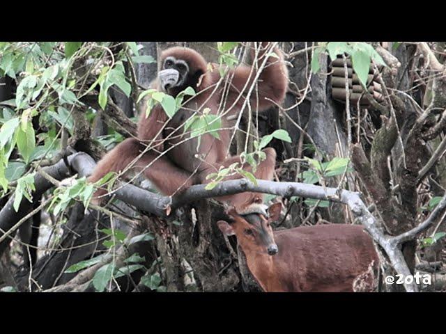 The Muntjac Wanted Cookies: Antlers VS Gibbon Feet! 腳力對角力:長臂猿與山羌的餅乾攻防