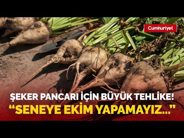 Şeker pancarı fiyatı Konyalı çiftçileri isyan ettirdi! "Seneye ekim yapamayız..."