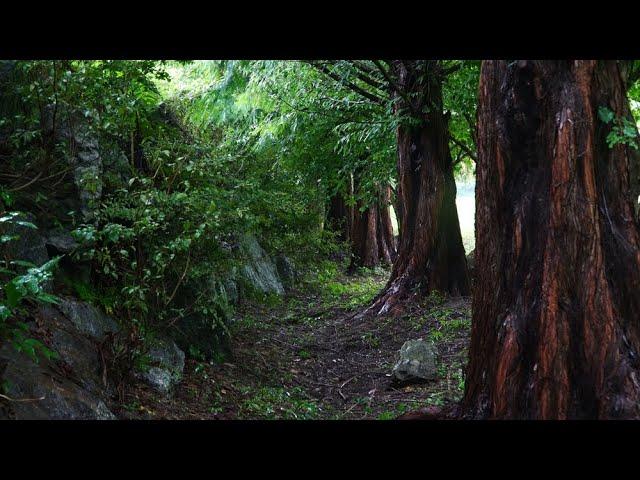 The secret forest, the sound of endless rain in the Metasequoia forest