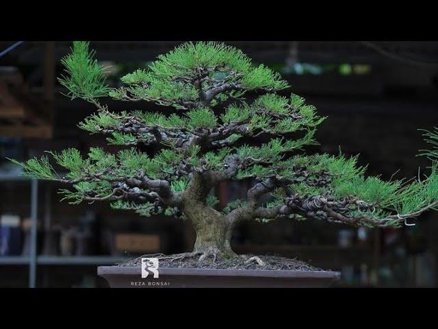Dari yang 5 Jt sampai 28 Jt  bonsai bonsai ISTIMEWA BOSKU Bersama Mr. Reza