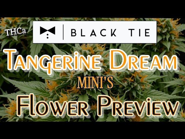 BLACKTIE CBD | TANGERINE DREAM THCa | Flower Preview