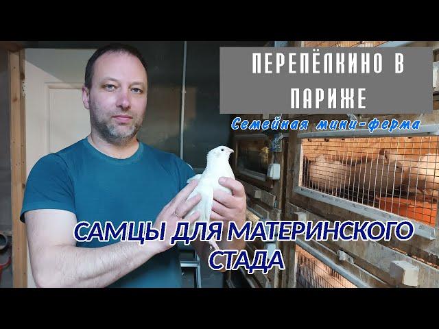 ОТБОР САМЦОВ ДЛЯ МАТЕРИНСКОГО СТАДА