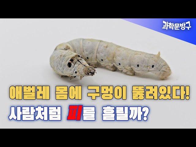 (충격주의) 애벌레 몸에 구멍이 뚫려 있다! 사람처럼 피를 흘릴까? #애벌레#숨구멍#유충의 행동