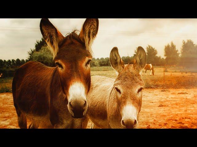 Desert Donkey Trek: A Sand-Swept Adventure""Saddle Up for a Desert Donkey Ride"