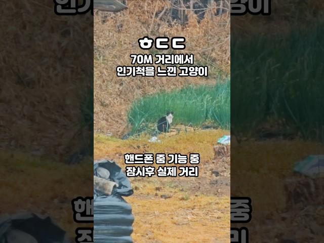 70m 길냥이의 예민함