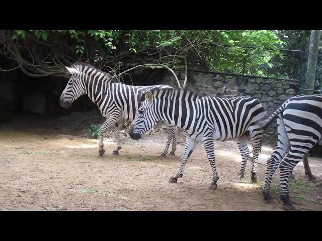 Chapman's zebra (Equus quagga chapmani)