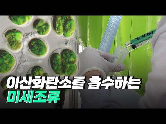 [핫클립] 탄소 배출과 새로운 자원을 동시에 얻을 수 있는 미세 조류 / YTN 사이언스