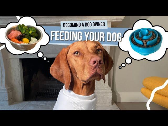 Kibble vs. Raw/Fresh Food Diet for Dogs: What's Best for Your Pup?