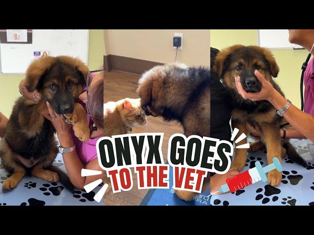 German Shepherd Puppy Goes To The Vet