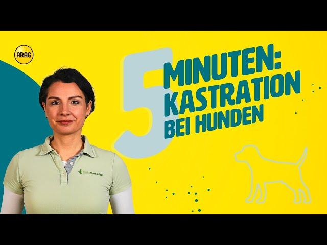 Kastration bei Hunden: Was ihr als Hundebesitzer beachten solltet