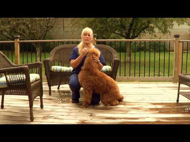 Red Standard Poodle