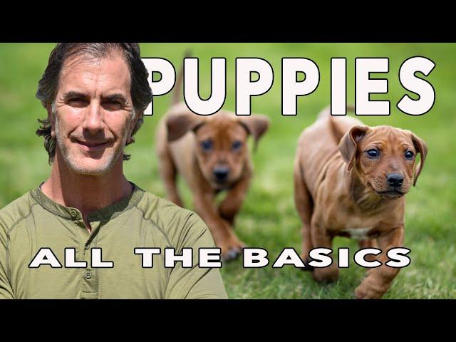 Puppy Training Basics, Crate Training, Socializing Puppies, Obedience and more