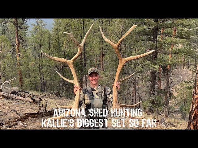 Arizona Shed Hunting 2024: Kallie’s Biggest Elk Set So Far!!