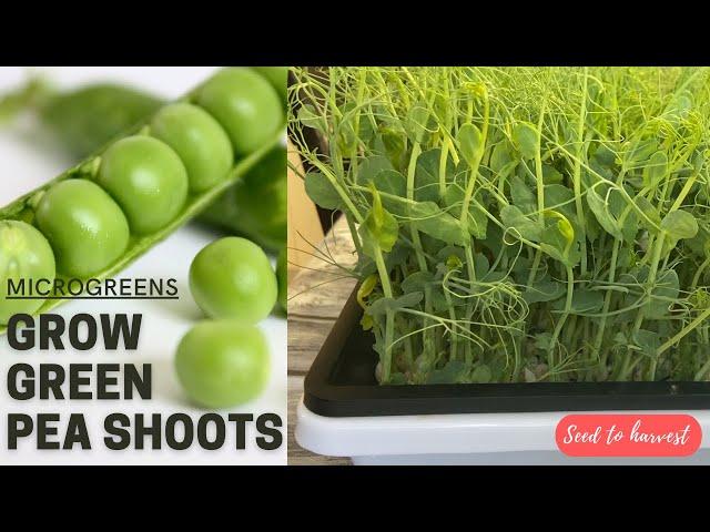 Growing pea shoots / green pea microgreens