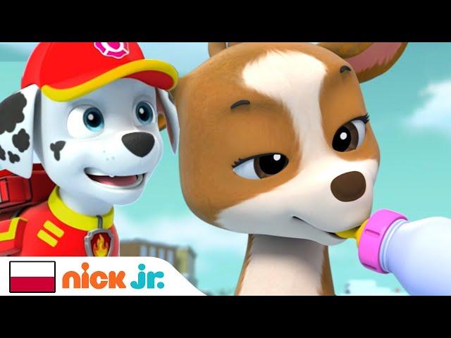 Psi Patrol | Akcja ratunkowa w górach | Nick Jr.