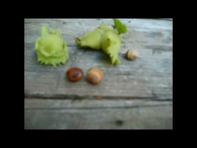 Hazelnuts. How to harvest before the critters do. Wild Edibles.