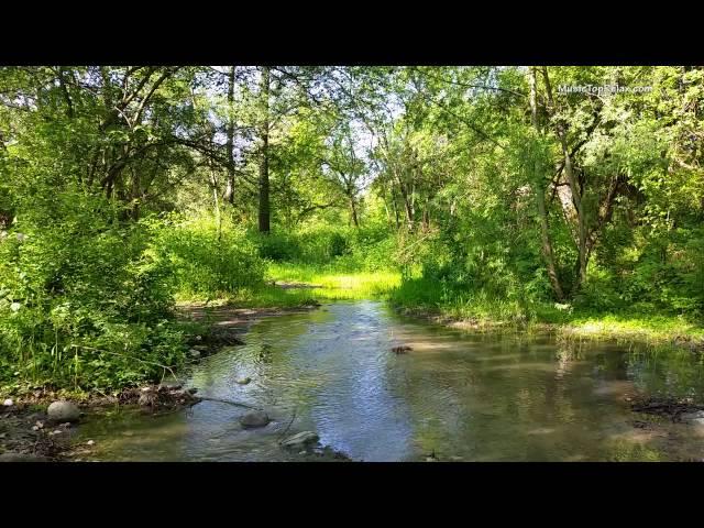 Sounds of nature, birds singing, Forest sounds, for relaxation, sleep, Meditation - Relax 8 hours