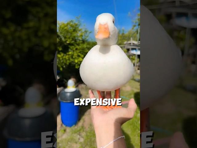 The Most Expensive and CUTEST Duck in the World  #shorts