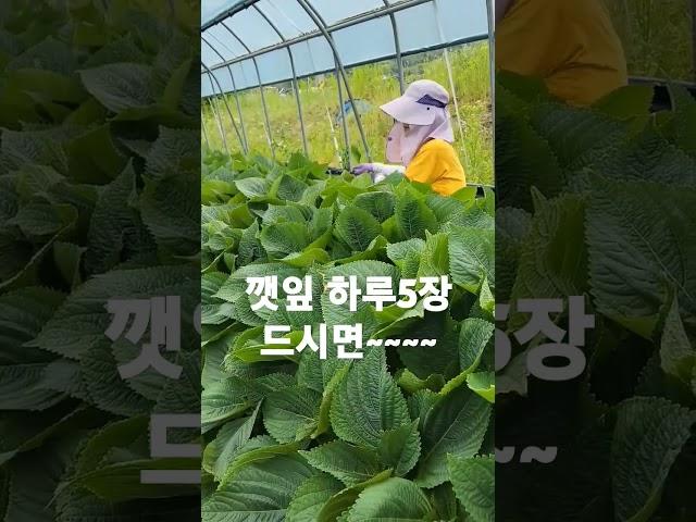 임은경채널