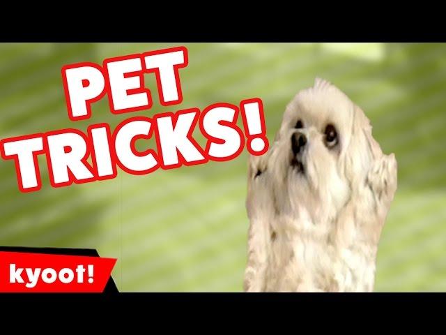 The Funniest Amazing Stupid Pet Tricks of 2016 Weekly Compilation | Kyoot Animals