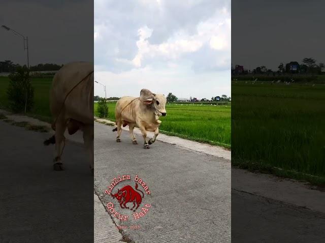 Huge Ongol / Sibbi Bull from Thailand #Shorts