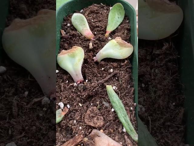 How to Propagate Succulents from Leaf Cutting