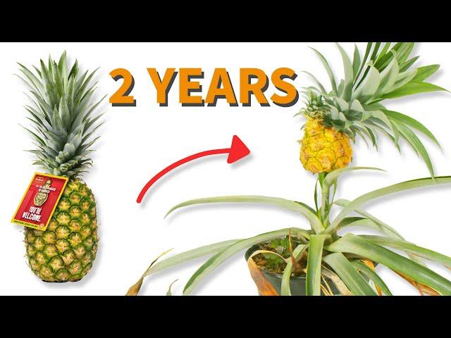 Grow Pineapples From The Store Fast and Easy