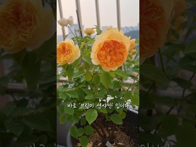 햇살을 닮은 브링미션샤인 장미꽃이 활짝 피었습니다