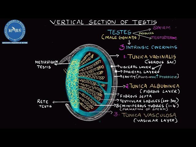 Vertical section of Testis