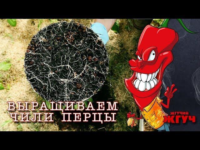 Выращиваем чили перцы - Часть 3 - Цветение, пересадка Халапеньо, тросы для подвязки.