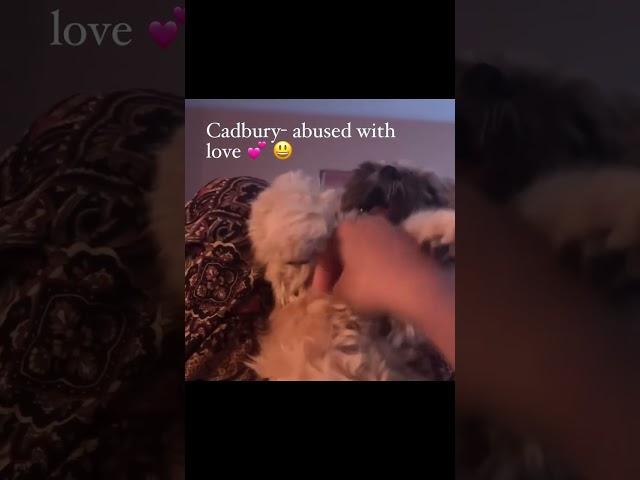 The most loved dog in the world  #cadburythepup #pamperedpets #pampereddogs #Shihtzu