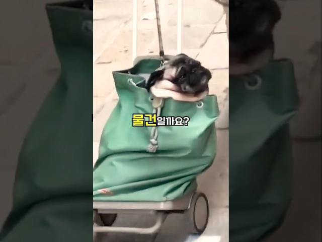 반려견에게 빨간 딱지가 붙었습니다