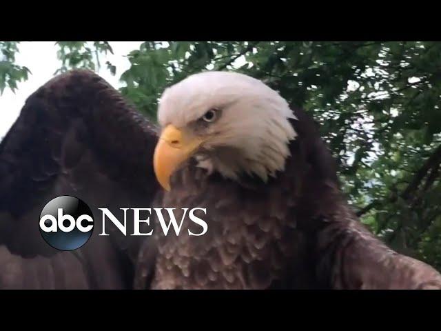 Bald eagle rescued from Kentucky backyard l ABC News