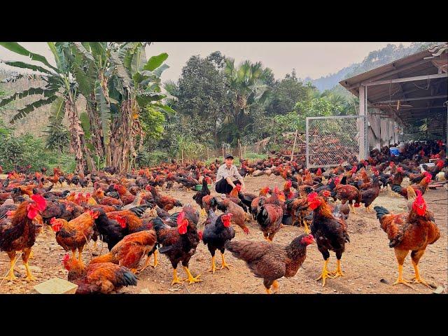 FULL VIDEO :100 days of taking care of chickens, building a farm in the middle of a wild forest