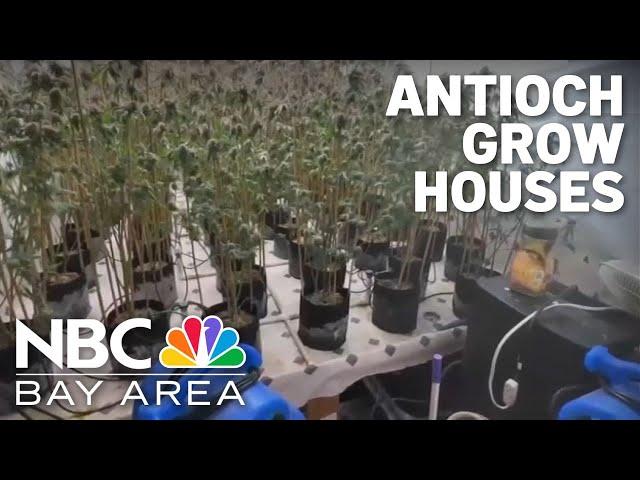 City of Antioch one of the largest concentrations of illegal marijuana grow houses in CA