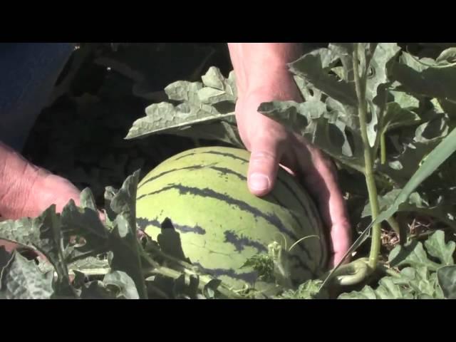 HOW TO VIDEO: PICKING WATERMELONS