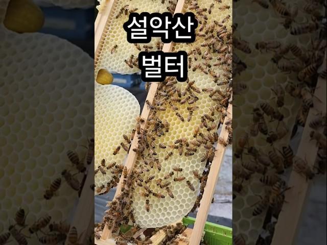 좋은 벌집꿀은 벌집을 천연 꿀로 만듭니다