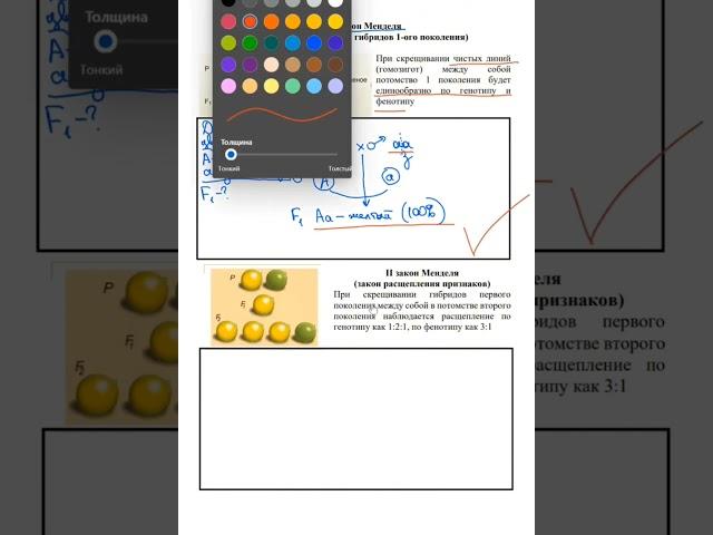 1 закон Менделя просто и доступно