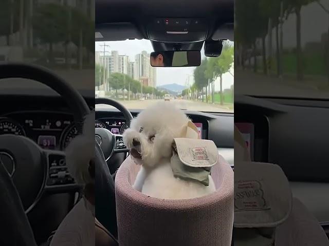 Join the Adventure! Little Woof Woof Takes You on a Road Trip! #DogsLoveRoadtrips...